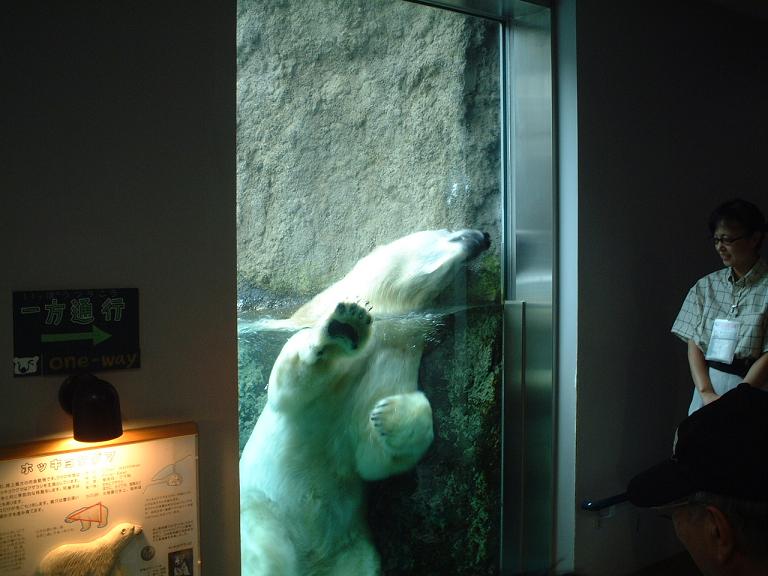 白熊の肉きゅう.jpg